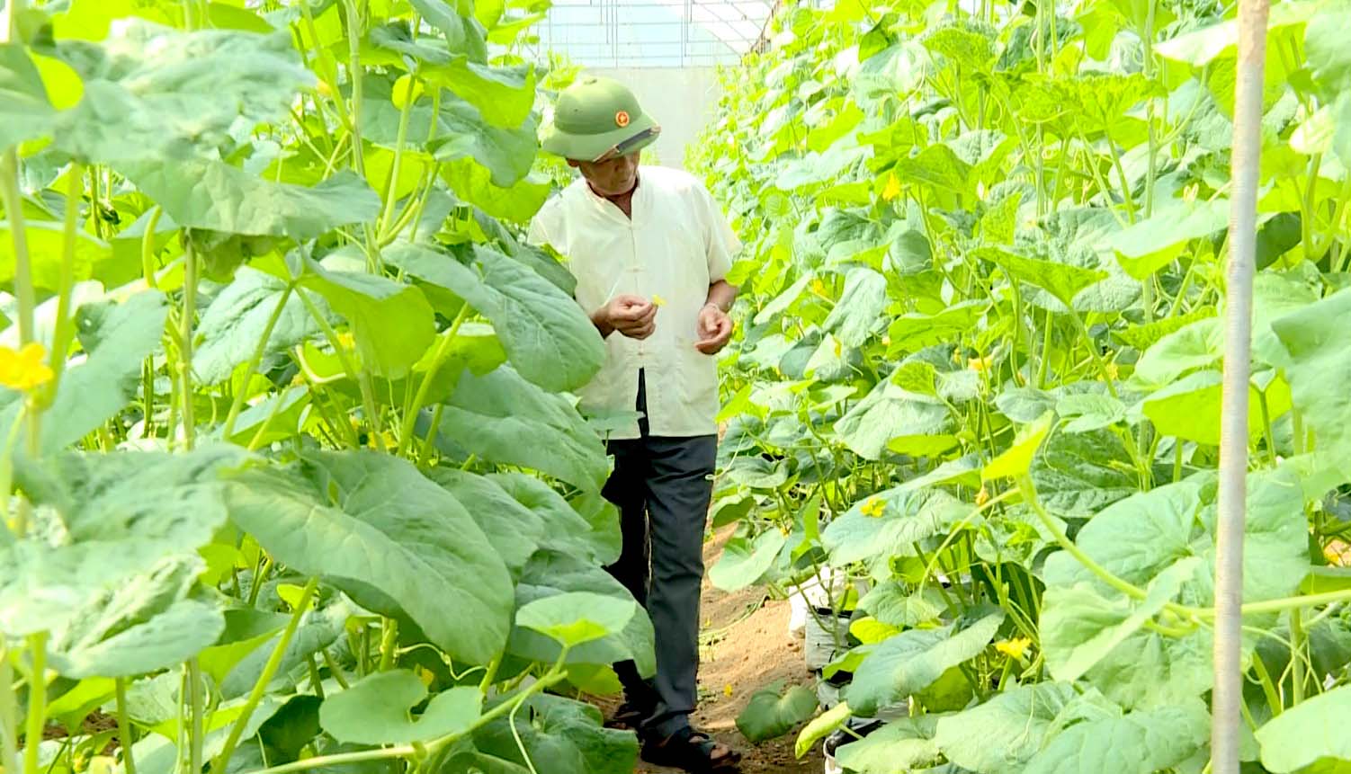 Mô hình trồng dưa vàng Kim Hoàng Hậu trong nhà lưới, nhà màng với diện tích 2000 m2 của gia đình Ông Đỗ Xuân Viên, thôn Bái Xuân, xã Vĩnh Phúc huyện Vĩnh Lộc, theo tiêu chuẩn VietGap. Bình quân mỗi năm, gia đình ông thu về trên 700 triệu đồng, sau khi trừ chi phí thu lãi trên 300 triệu đồng.