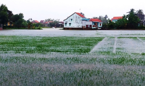 Mưa lũ gây thiệt hại nặng về sản xuất nông nghiệp ở miền Trung