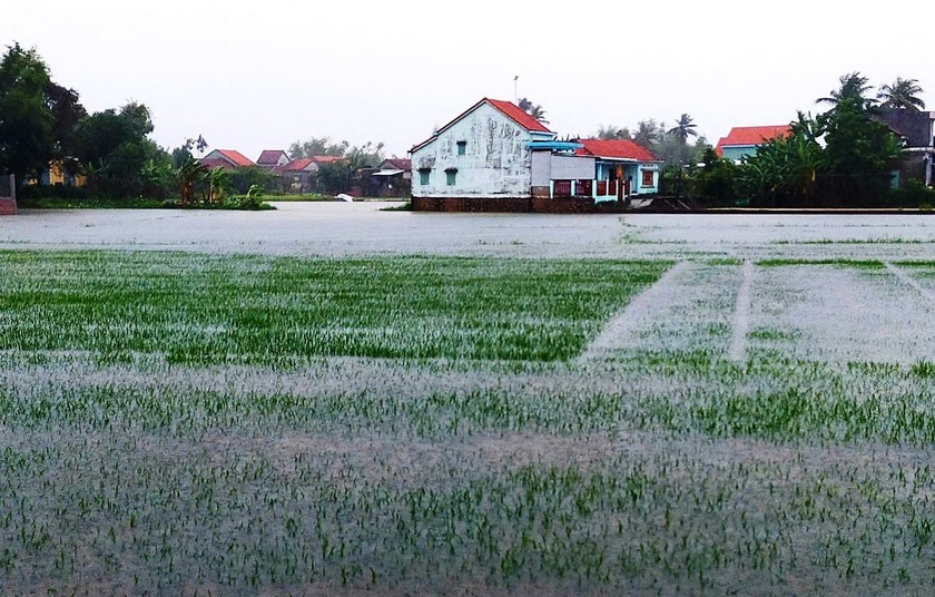 Tính đến tối ngày 14/6 mưa lũ những ngày qua đã làm 70.643 ha lúa, hoa màu tại nhiều tỉnh miền Trung bị ngập úng.