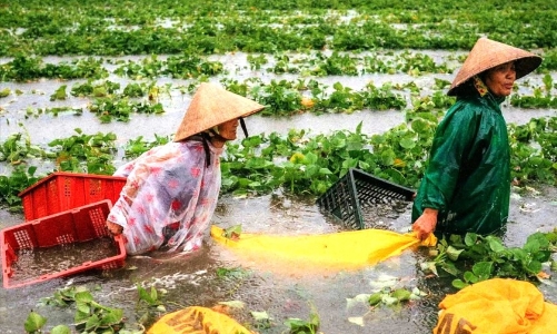 Gần 90.000 ha hoa màu chìm trong nước, thiệt hại nặng vì mưa lũ