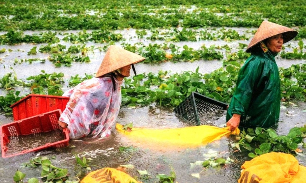 Người dân Quảng Nam dầm mưa, lội trong nước lũ cứu hoa màu.