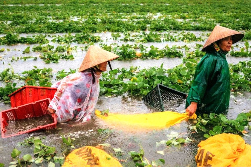 Người dân Quảng Nam dầm mưa, lội trong nước lũ cứu hoa màu.