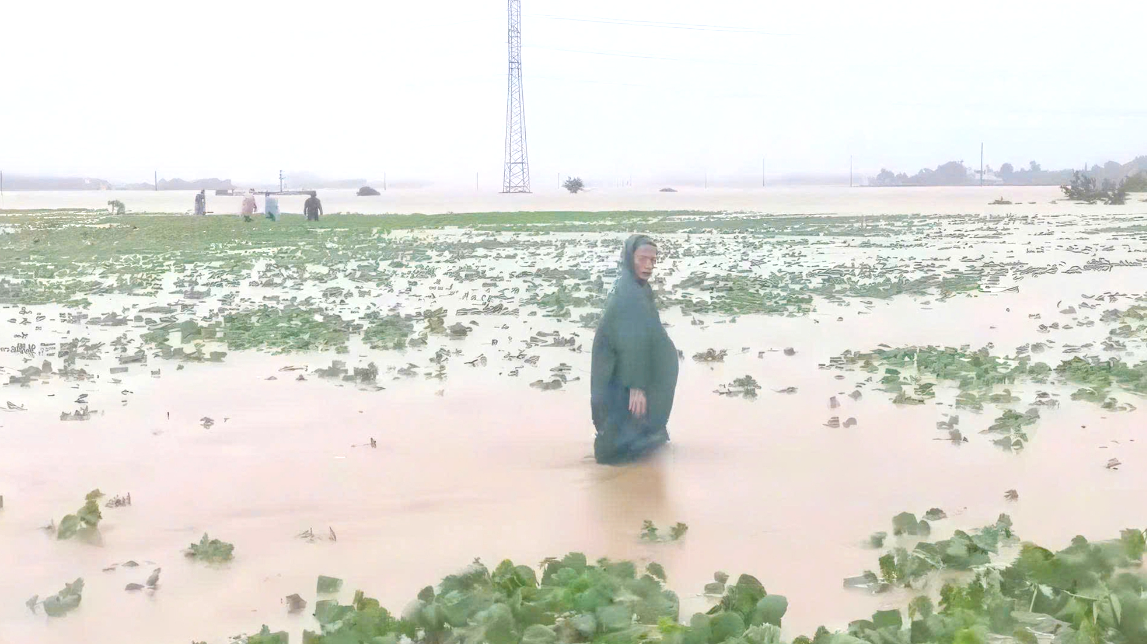 Hoa màu của người dân ở huyện Đại Lộc, Quảng Nam ngập trong nước lũ