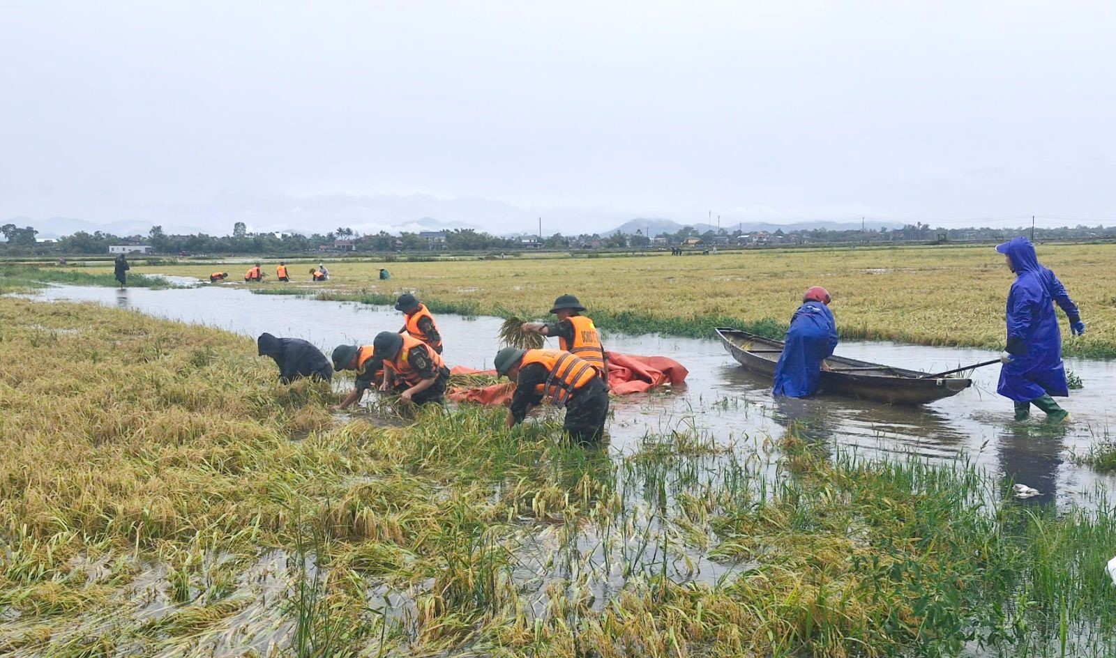 C&aacute;c c&aacute;n bộ, chiến sĩ bộ&nbsp;đội gi&uacute;p người d&acirc;n nhanh ch&oacute;ng thu hoạch l&uacute;a bị ngập nước