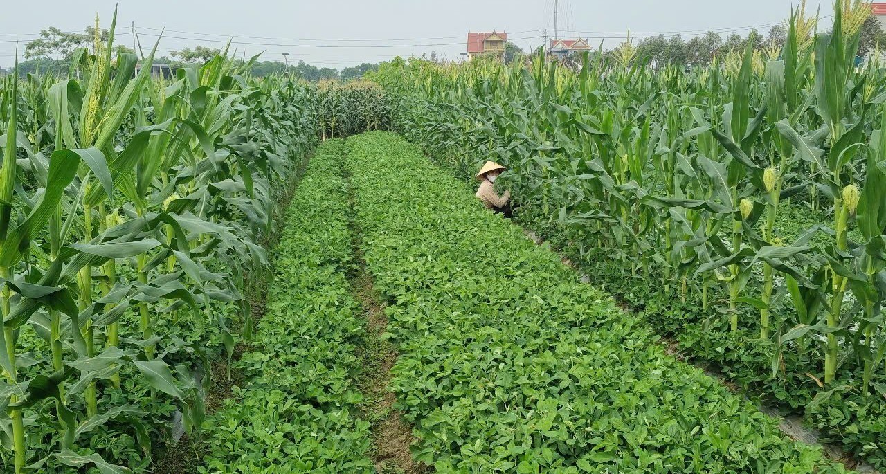 Mô hình trồng cây lạc đan xen cùng cây ngô nâng cao hiệu quả cho nông dân Phú Lộc.