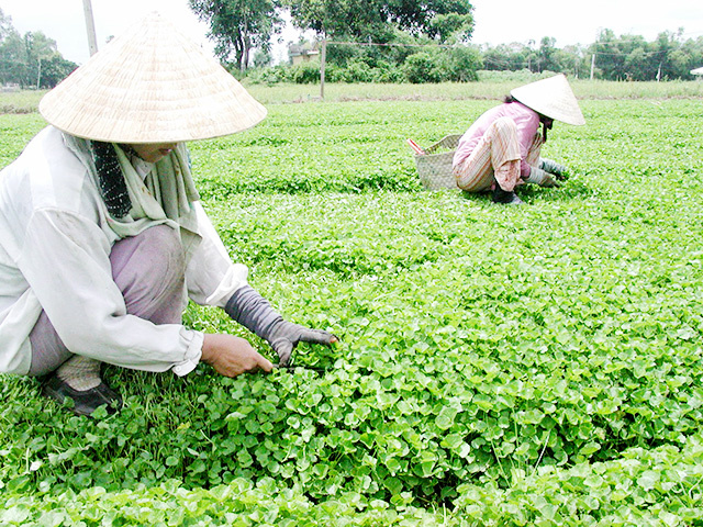 Xã Quảng Thọ, huyện Quảng Điền hiện có khoảng 70 ha rau má, trong đó có 50 ha rau má tiêu chuẩn VietGAP và 1,5ha rau má hữu cơ. Sản lượng bình quân hằng năm đạt từ 2.500 - 2.800 tấn rau má tươi. Nhờ phát triển cây rau má, nhiều người dân xây được nhà, lo cho con ăn học.