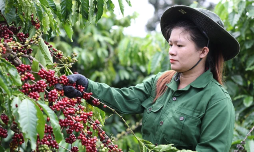 Giá cà phê nội địa đang giảm, nhiều nông dân ngừng bán.