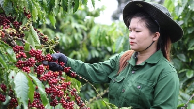 Vietnam's coffee exports hit $4.7 billion in 5M