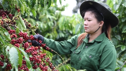 Vietnam's coffee exports hit $4.7 billion in 5M