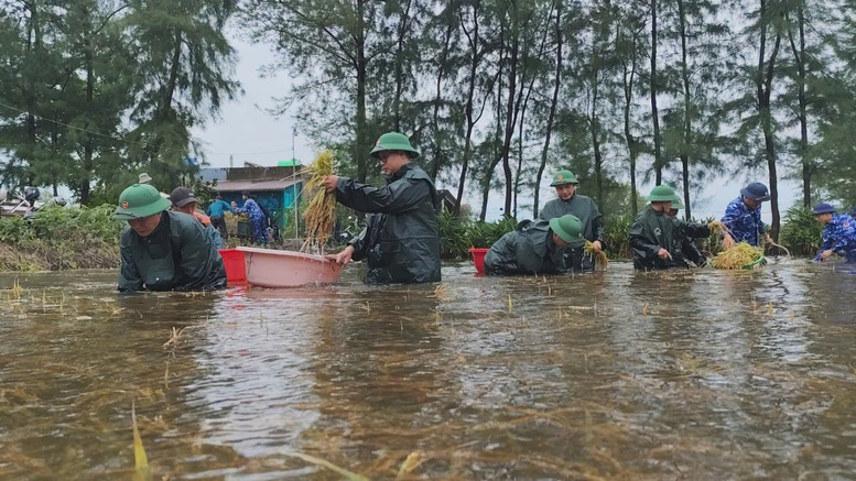 Đồn Biên phòng Cửa khẩu cảng Cửa Việt cùng Hải đội 202 Cảnh sát biển hỗ trợ người dân thôn 5, xã Gio Hải, huyện Gio Linh thu hoạch lúa bị ngập úng