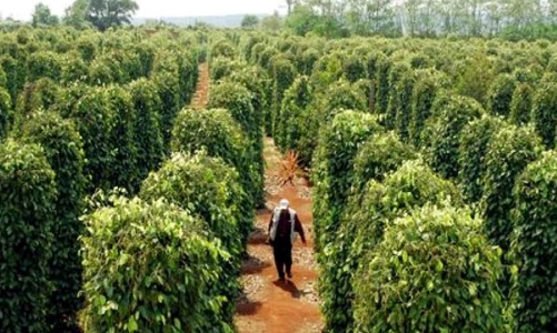 Chính sách thuế của Hoa Kỳ sẽ tác động mạnh đến giá hạt tiêu trong thời gian tới