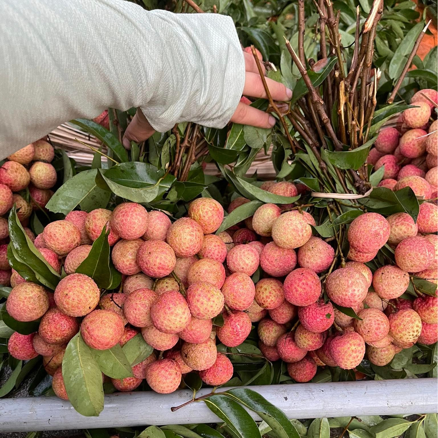 Vải thiều nội địa vẫn l&agrave; 