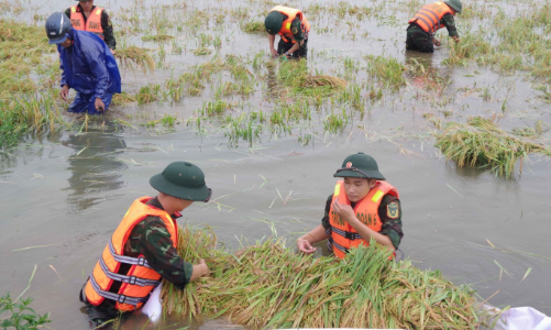 160 tấn giống lúa từ nguồn dự trữ quốc gia hỗ trợ Huế sau bão số 1