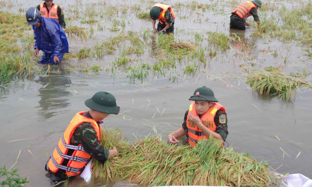 Cán bộ, chiến sĩ Bộ CHQS thành phố Huế giúp nhân dân Thị xã Hương Thuỷ gặt lúa chạy lũ thời điểm giữa tháng 6 vừa qua