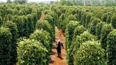 Pepper export revenue hits $690 mln in 5M 