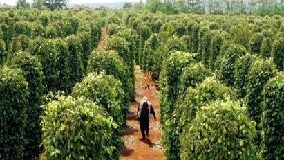 Pepper export revenue hits $690 mln in 5M 