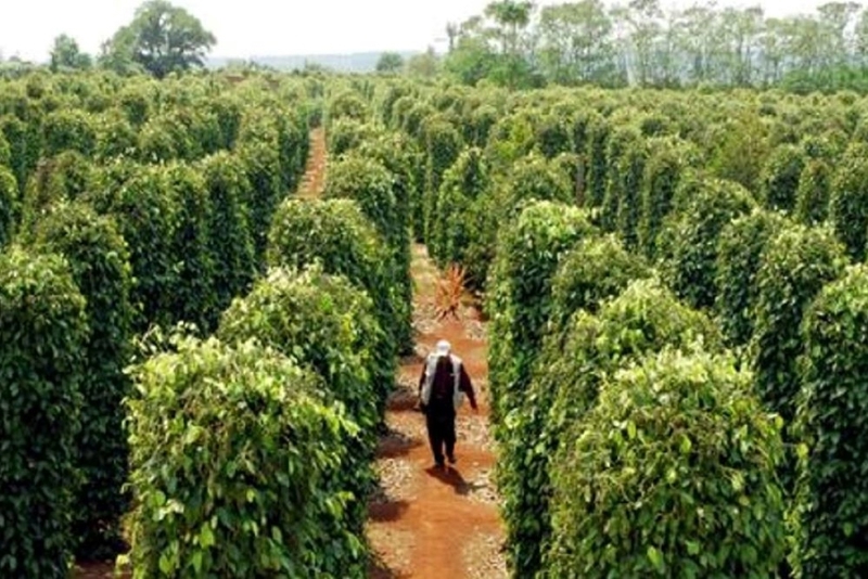 Pepper export revenue hits $690 mln in 5M 