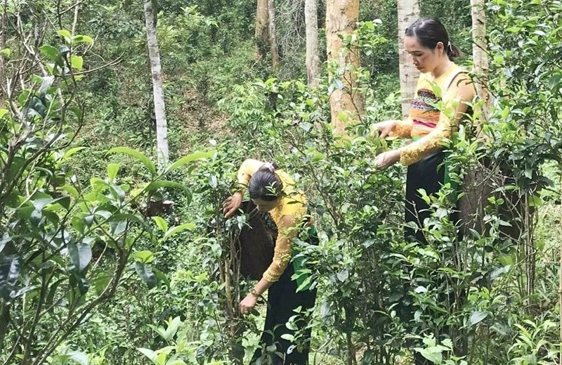 Những người phụ nữ Thái đeo gùi sau lưng, thoăn thoắt đôi tay hái chè tại xã Hiền Kiệt.