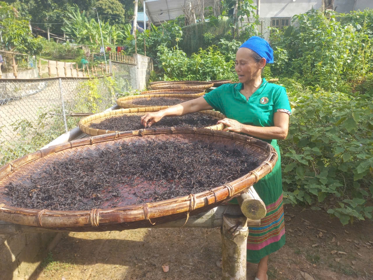 B&agrave; H&agrave; Thị Thảo tỉ mỉ kiểm tra từng mẹt tr&agrave;&nbsp;đang trong qu&aacute; tr&igrave;nh phơi kh&ocirc;.