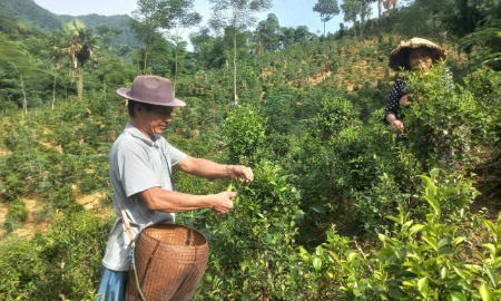 Mở hướng phát triển kinh tế bền vững cho người Thái vùng cao Thanh Hóa từ cây chè bản địa