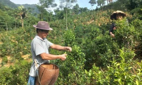 Mở hướng phát triển kinh tế bền vững cho người Thái vùng cao Thanh Hóa từ cây chè bản địa