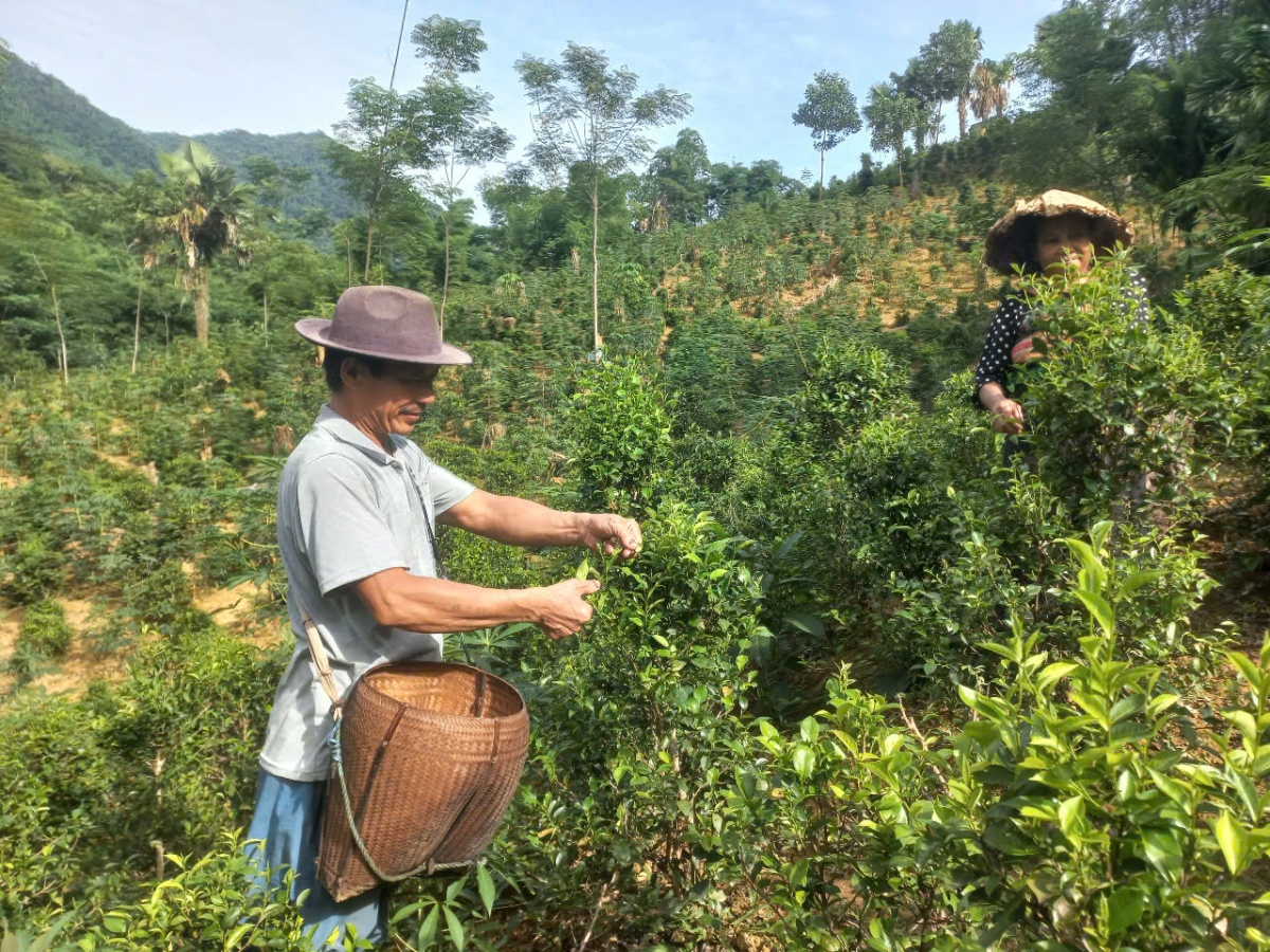 Chè Tán Ma khác với chè xanh thông thường. Búp chè nhỏ, cánh xoăn tự nhiên, có màu nâu sẫm khi phơi khô.