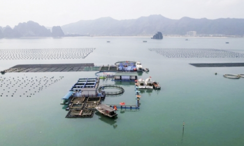 Quảng Ninh thúc đẩy kinh tế thủy sản bền vững    