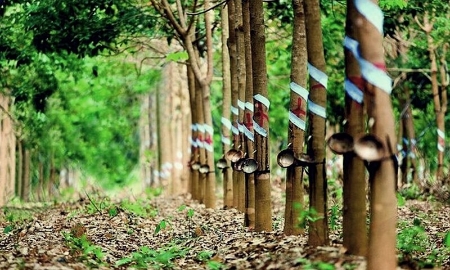 Đồng Nai kiến nghị Chính phủ thu hồi đất của ngành cao su để làm dự án