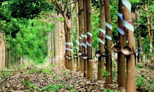 Đồng Nai kiến nghị Chính phủ thu hồi đất của ngành cao su để làm dự án