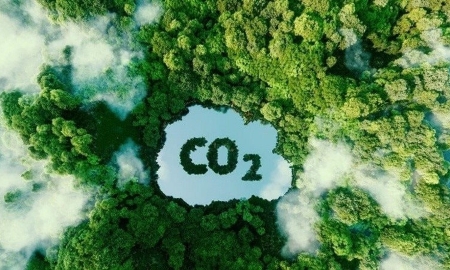 Mức chi trả, giá trao đổi, chuyển nhượng dịch vụ hấp thụ và lưu giữ carbon của rừng