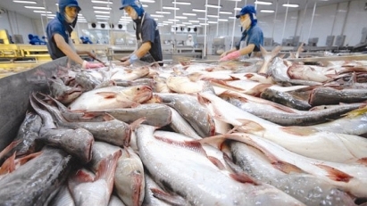 The US grants anti-dumping duty exemptions to 7 Vietnamese pangasius exporters