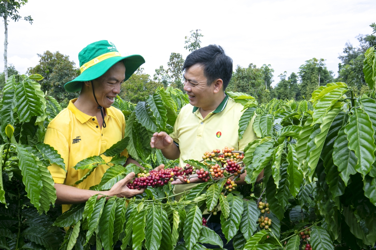 PVCFC nỗ lực triển khai các hoạt động xúc tiến bán hàng, chính sách hậu mãi, quyền lợi sau bán hàng, từ đó góp phần chia sẻ áp lực chi phí với người nông dân.