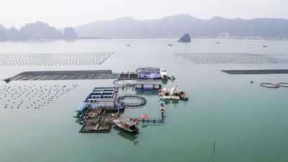 Quang Ninh boosts sustainable aquaculture development