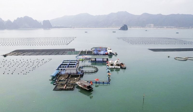 Quang Ninh boosts sustainable aquaculture development