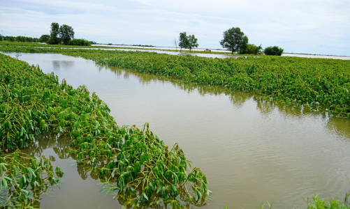 Quảng Trị huy động toàn lực khôi phục sản xuất nông nghiệp sau mưa lũ, ưu tiên cứu lúa Hè Thu