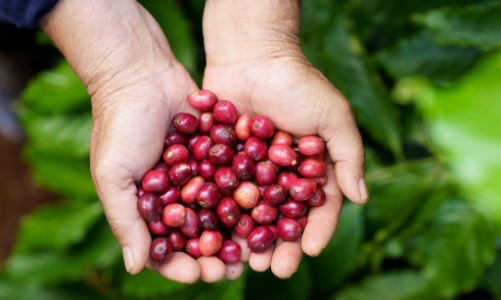 30 năm Nestlé đồng hành cùng người Việt trên hành trình phát triển bền vững