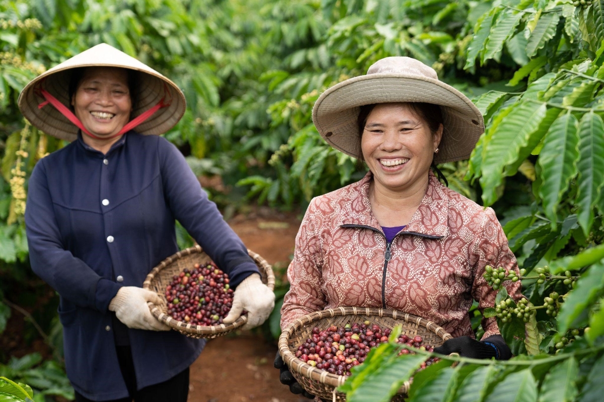 NESCAF&Eacute; Plan đ&atilde; hỗ trợ người n&ocirc;ng d&acirc;n chuyển dịch canh t&aacute;c theo hướng n&ocirc;ng nghiệp t&aacute;i sinh, cải tiến kỹ thuật v&agrave; g&oacute;p phần ph&aacute;t triển bền vững cho ng&agrave;nh c&agrave; ph&ecirc; Việt Nam.