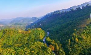 Việt Nam đang dần hoàn thiện khung pháp lý cho thị trường “carbon rừng”