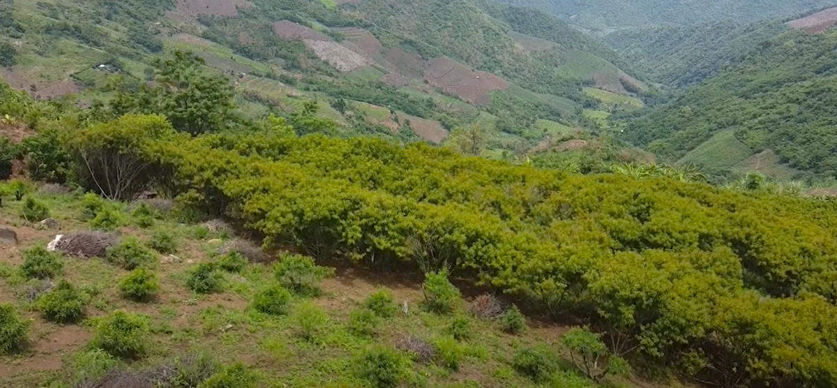To&agrave;n x&atilde; Nhi Sơn hiện c&oacute; hơn 32 ha đ&agrave;o v&agrave; 6 ha mận