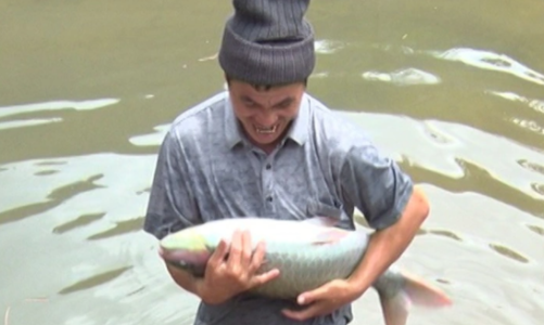 Mô hình nuôi cá dầm xanh “đánh thức” kinh tế bản vùng cao Trung Sơn