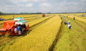 Quốc hội đồng ý kéo dài thời hạn miễn thuế sử dụng đất nông nghiệp đến hết 31/12/2030