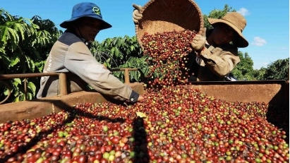 Coffee exports under impact from US tariff policy