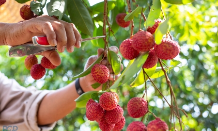 Đẩy mạnh xúc tiến thương mại để nông sản mùa vụ của Việt Nam tiến xa hơn trên thị trường quốc tế