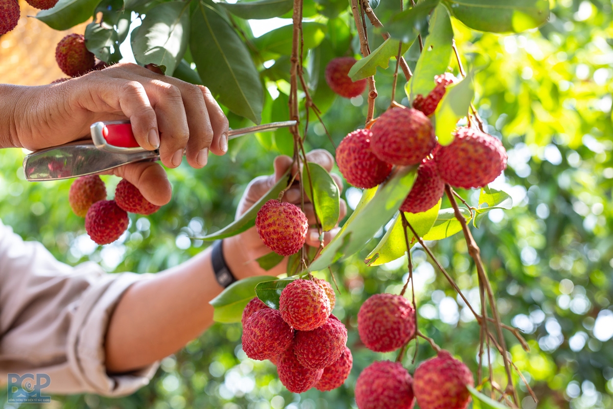 Quả vải của Việt Nam đang vào chính vụ.