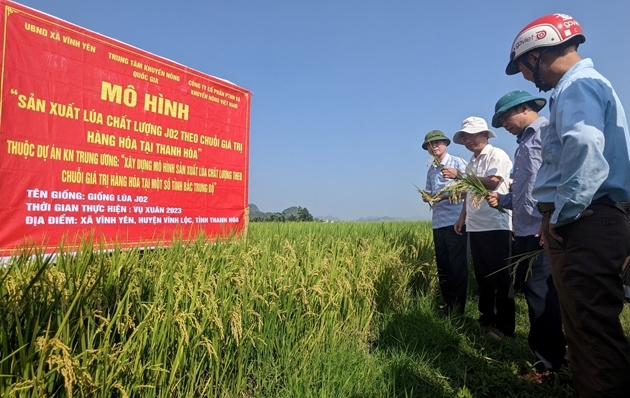 Năm 2025, tỉnh Thanh Hóa đặt mục tiêu gieo trồng 224.300 ha lúa, năng suất dự kiến 60 tạ/ha
