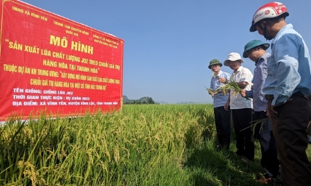 Năm 2025, tỉnh Thanh Hóa đặt mục tiêu gieo trồng 224.300 ha lúa, năng suất dự kiến 60 tạ/ha