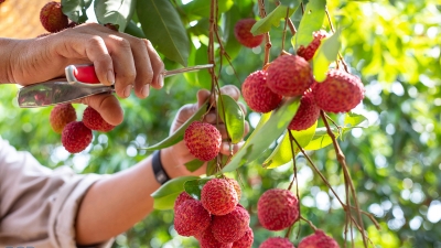 Trade promotion key to expanding global reach of Vietnam's seasonal farm produce
