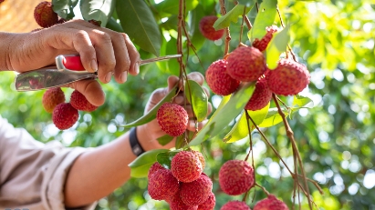 Trade promotion key to expanding global reach of Vietnam's seasonal farm produce