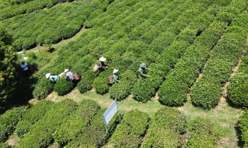 Hồi sinh vùng chè xanh, động lực phát triển mô hình kinh tế bền vững