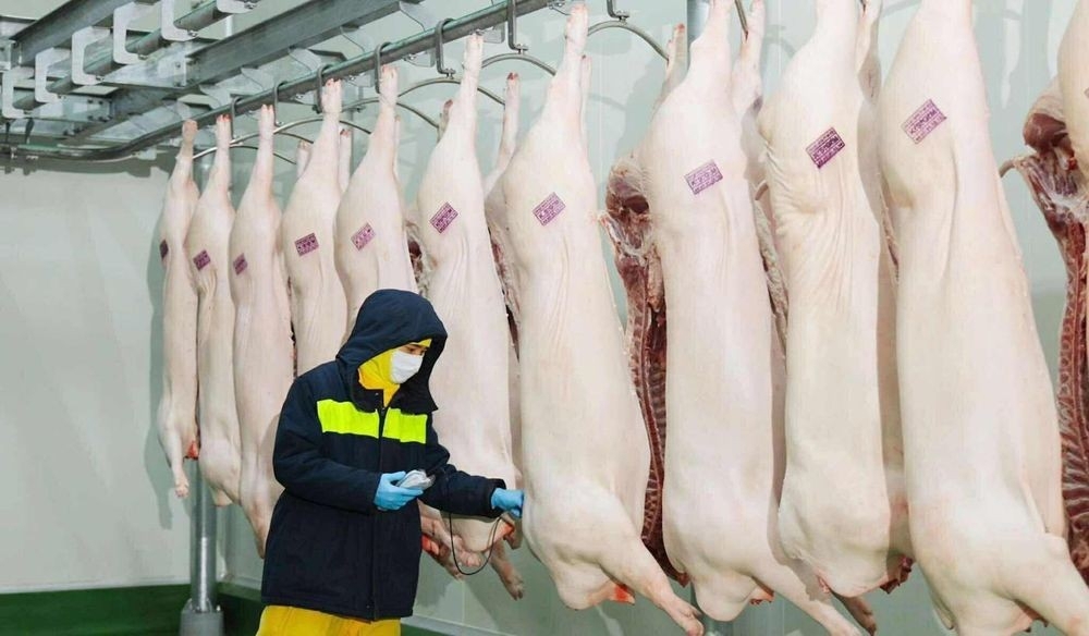 Giết mổ heo đảm bảo an toàn vệ sinh thực phẩm.